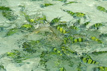 ล่องเรือยอร์ช ภูเก็ต