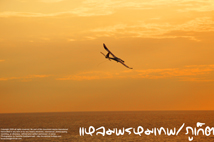 ล่องเรือ ภูเก็ต