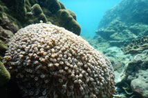 ทัวร์ล่องเรือยอร์ชภูเก็ต เกาะไม้ท่อน เกาะราชา Power Catamaran Sunset Cruise Program A