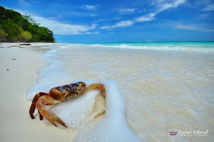 ทัวร์เกาะตาชัย