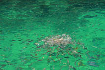 ล่องเรือยอร์ช ภูเก็ต