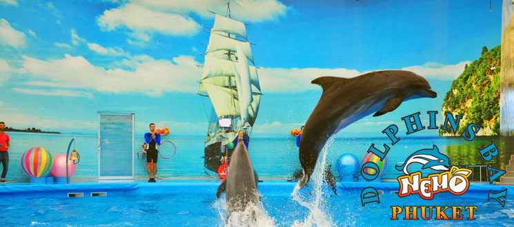 โลมา โชว์ ภูเก็ต Nemo Dolphins Bay Phuket